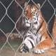 zoo animal enclosure mesh
