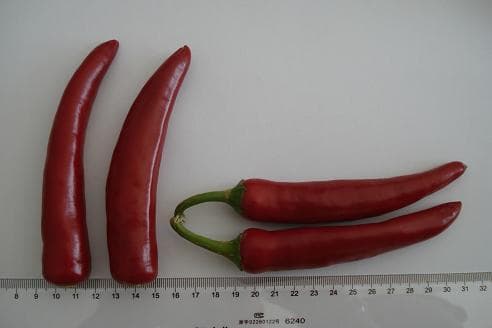 Frozen red chilli/pepper