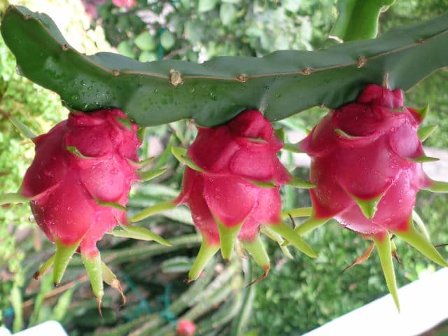 Dragon Fruit - Vietnam Agriculture Products