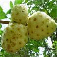 Noni Powder, Juice, Concentrate, Extract, Fruit Powder, Freeze Dried, Capsules, Organic