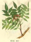 indian  quassawood twig and leaf  P.E