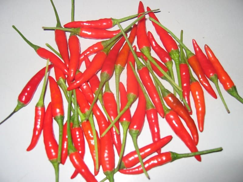 CHILLI FROM VIETNAM - FRESH AND FROZEN