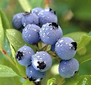 High quality Bilberry Extract