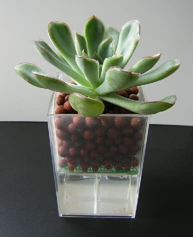 Small Vase for Mini-plant