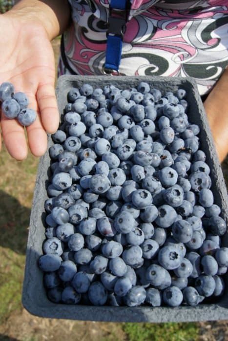 IQF American Blueberries