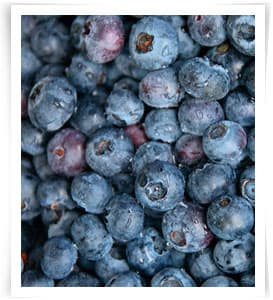 IQF Wild blueberries