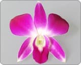 Dendrobium cut flower, orchids flower for sale, dendrobium orchids wholesale