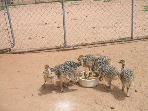 Fertile ostrich eggs and ostrich chicks