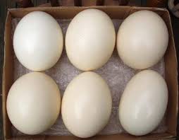 ostrich eggs for sale
