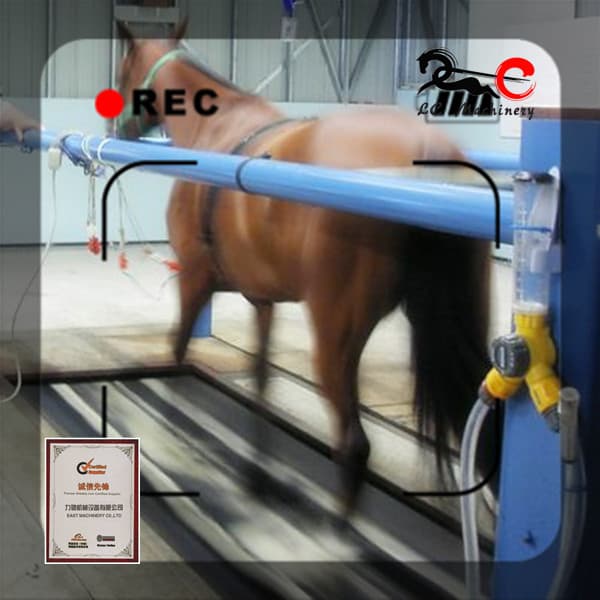 horse racing belt