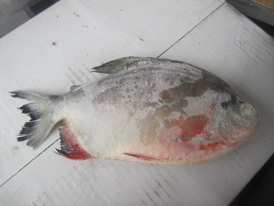 Frozen Red Pomfret