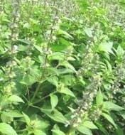 Nepeta oil,natural wormseed oil,herbs oil