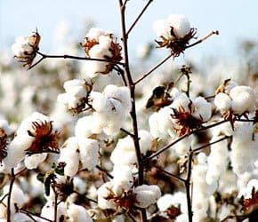 Cotton Seeds