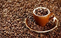 Arabica Luwak Coffee / Civet Coffee