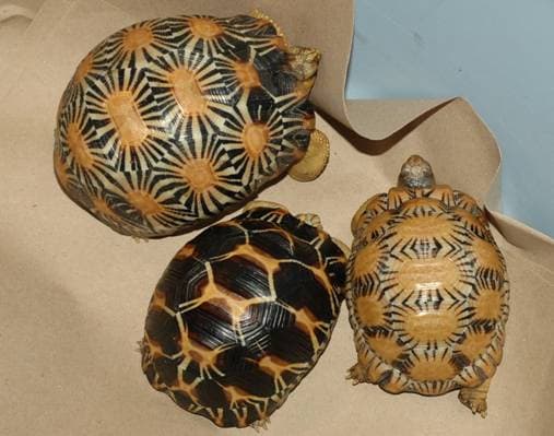 Sulcata, Radiated and other tortoise breeds