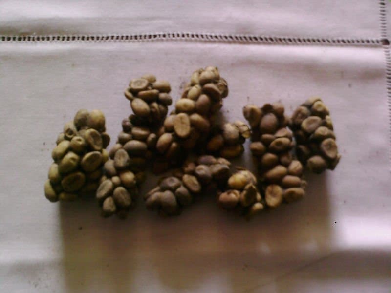 Robusta Civet Coffee Beans