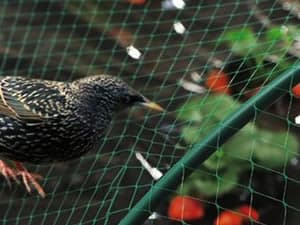 Anti-Bird Nets