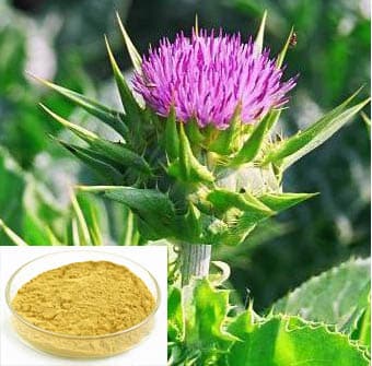 Water-Soluble Milk Thistle Extract