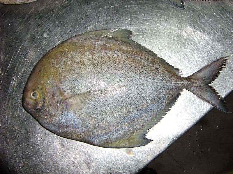 Frozen Black Pomfret