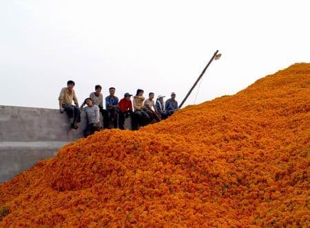 Marigold extract