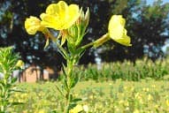Evening primrose oil-GLA 10%
