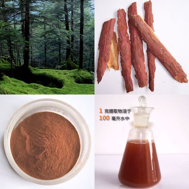 High quality Pine Bark Extract, OPC 95%