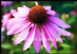 Natural  herb extract  Echinacea Extract powder