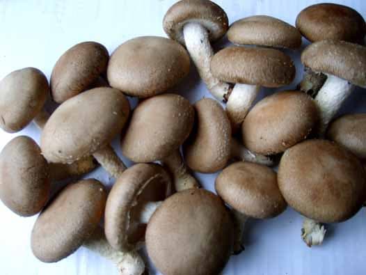 fresh shiitake mushroom