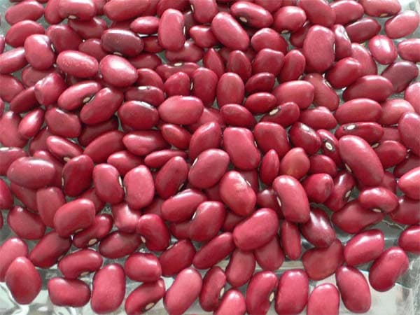 Red Kidney Beans origin China Inner Mongolia