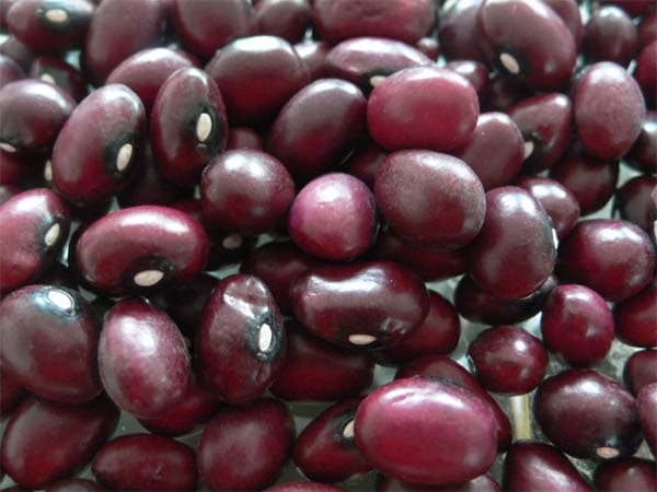 Round shape Purple Kidney Beans, China origin