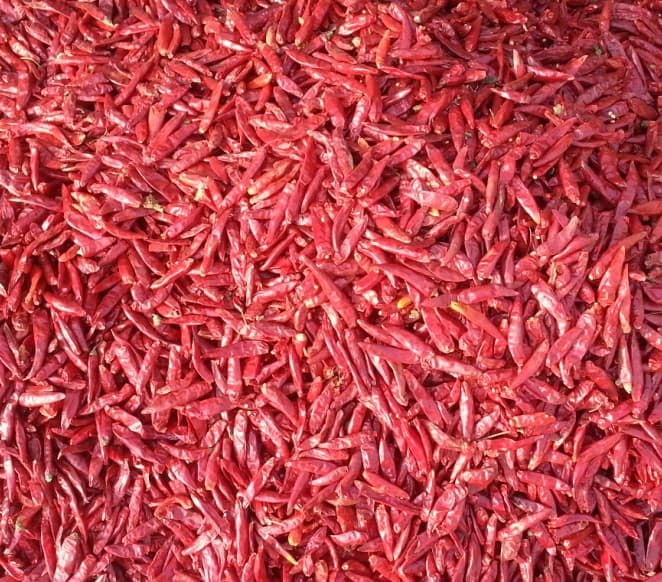 Chaotian/Tianying chilli , hot chaotian chilli , dried chaotian chill, red chilli