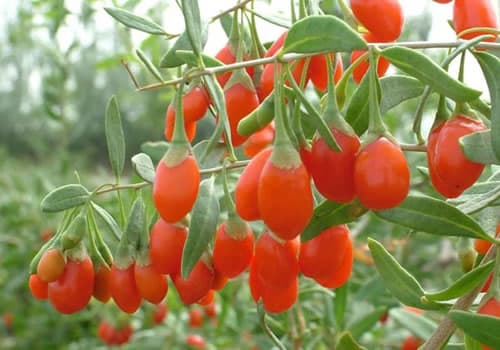 Goji Fruit Extract & Chinese wolfberry extract