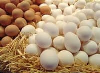 fresh white and brown chicken eggs