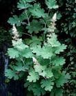 Supply hot products-Macleaya cordata P.E