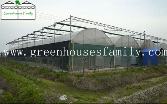Commercial Poly Gutter Connected Greenhouses