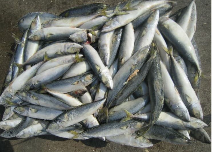 fish bait fed mackerel tzjudy