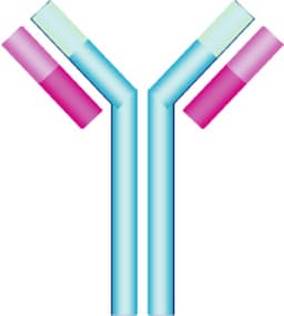 antigen/antibody | tradekorea