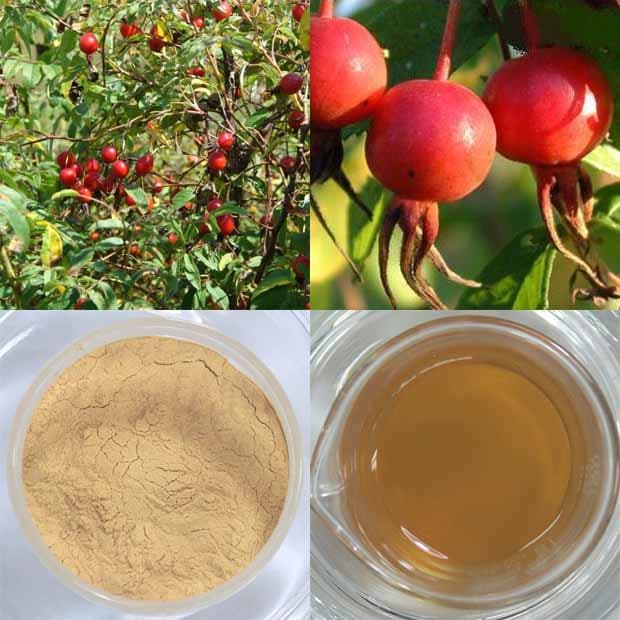High quality Chinese Rose Hip Extract
