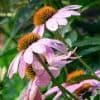 Echinacea Extract powder--huir