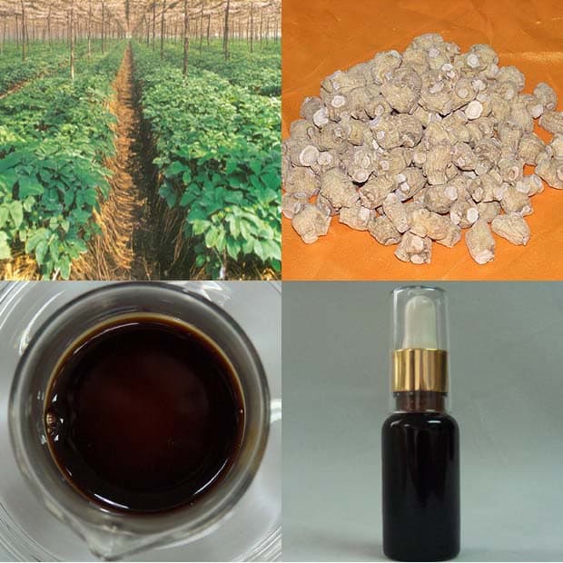 High quality American Ginseng Root Oil