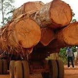 Timber logs,Tali,Okan,Sapelli etc for sale.