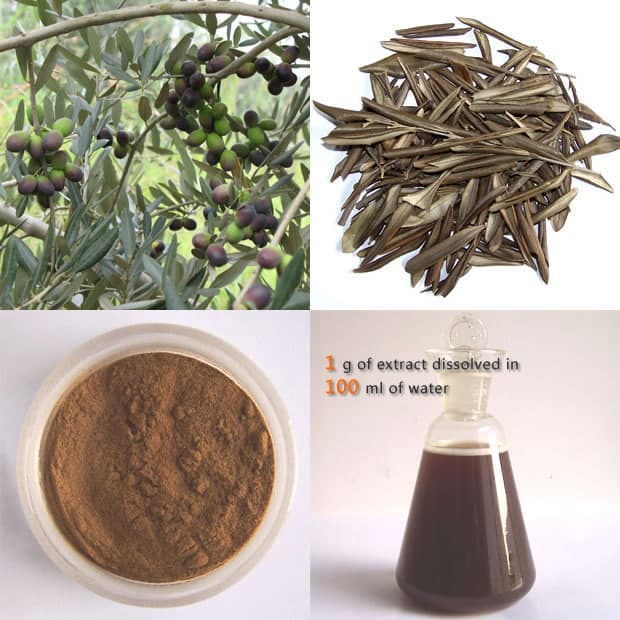 High quality Olive Leaf Extract