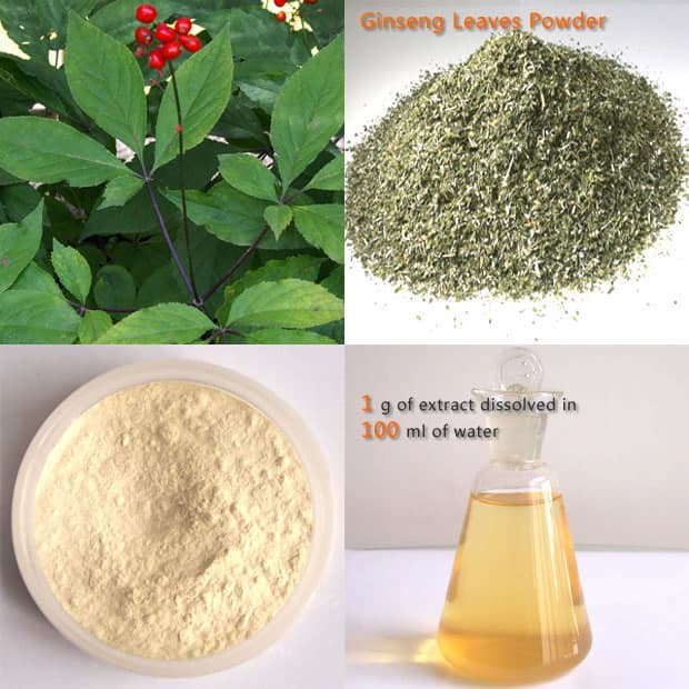High quality Panax Ginseng Leaf Extract