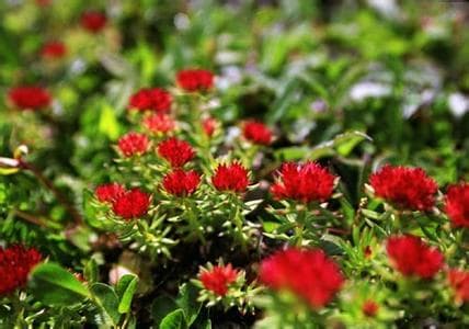 High quality Rhodiola Extract