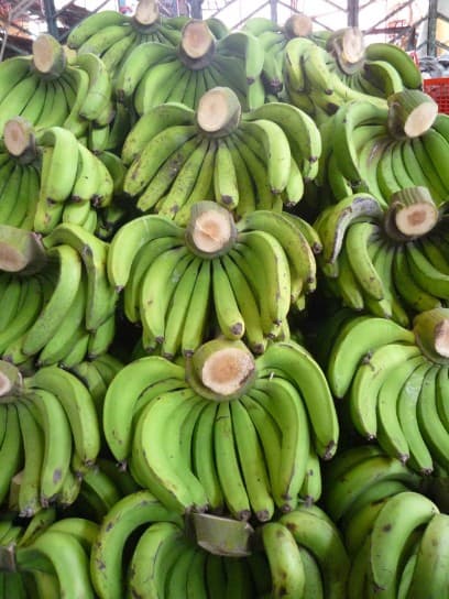 Famous Laba Banana - Vietnam Agriculture Prod