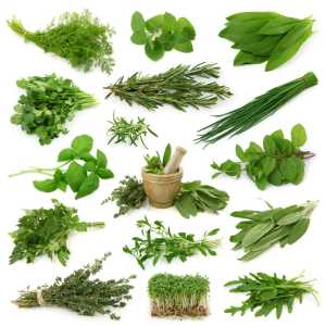 All Kind Of Ayurvedic and Medicinal Herb