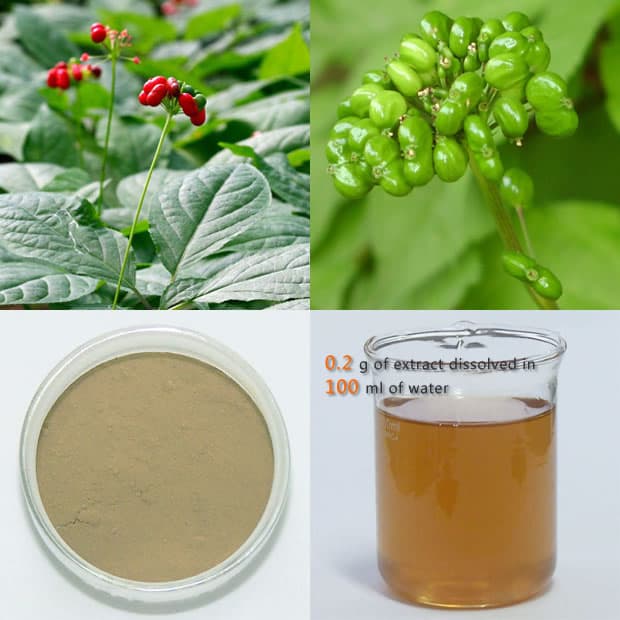 High quality Panax Ginseng Berry Extract
