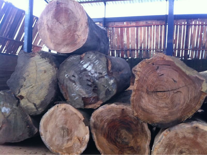 fresh cut padouk logs