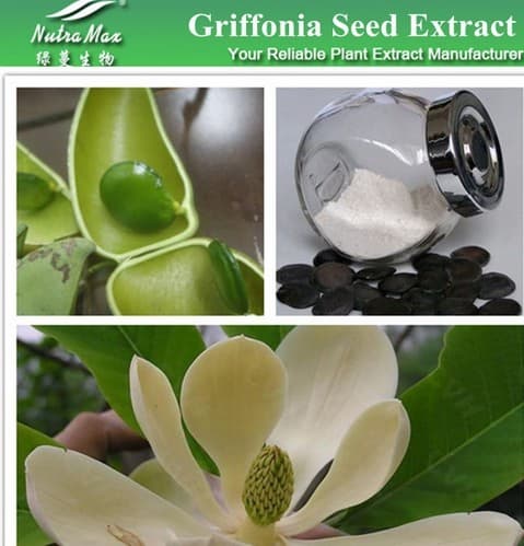 Griffonia simplicifolia Seed Extract 5-HTP