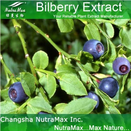 Bilberry Extract 25% Anthocyanidins